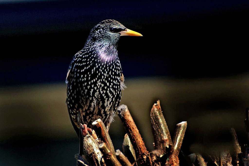 Starling bird