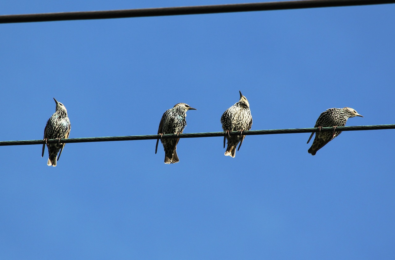 birds on power lines