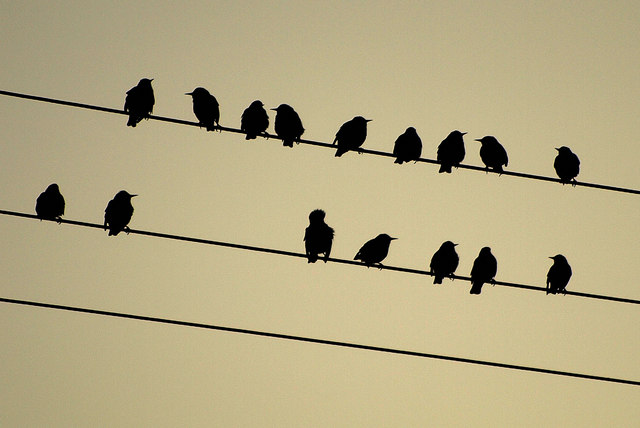 birds sit on power lines