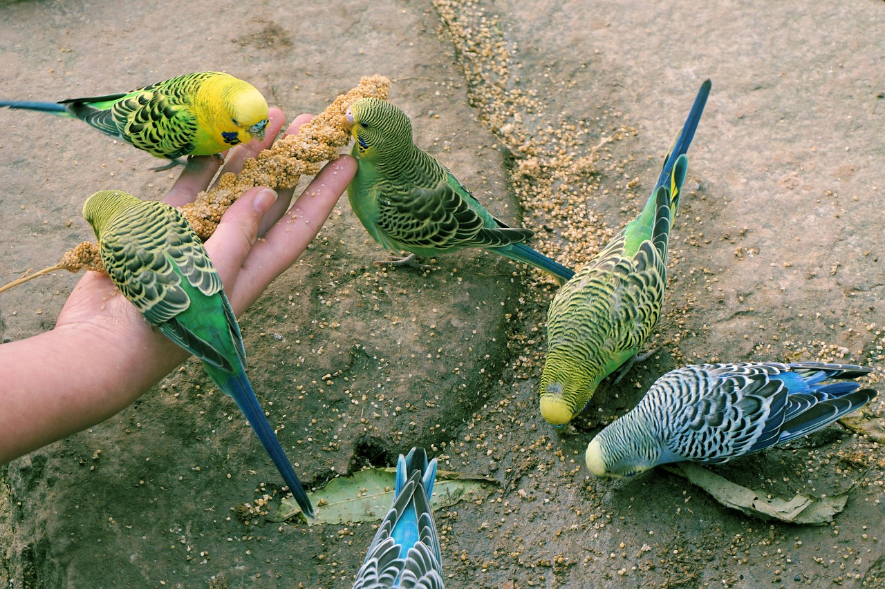 ypes of Seeds Can Budgies Eat