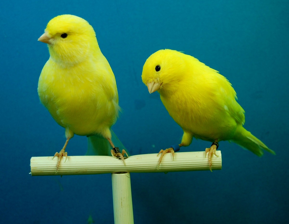 canaries toys