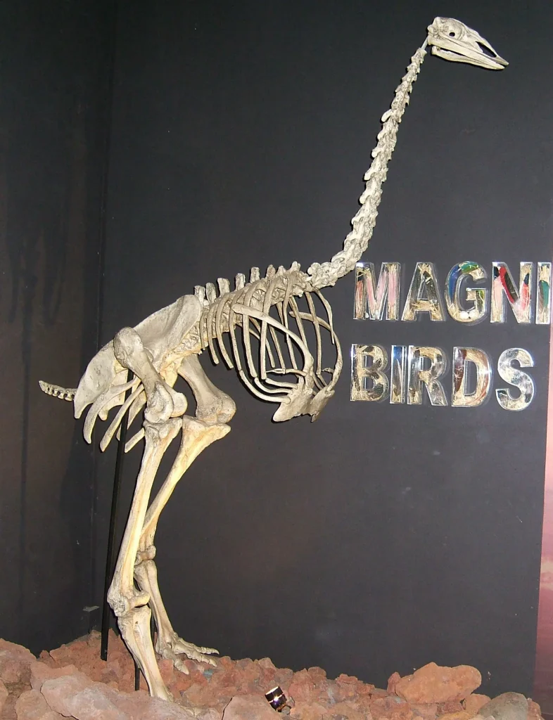 Elephant Bird, Aepyornis maximus