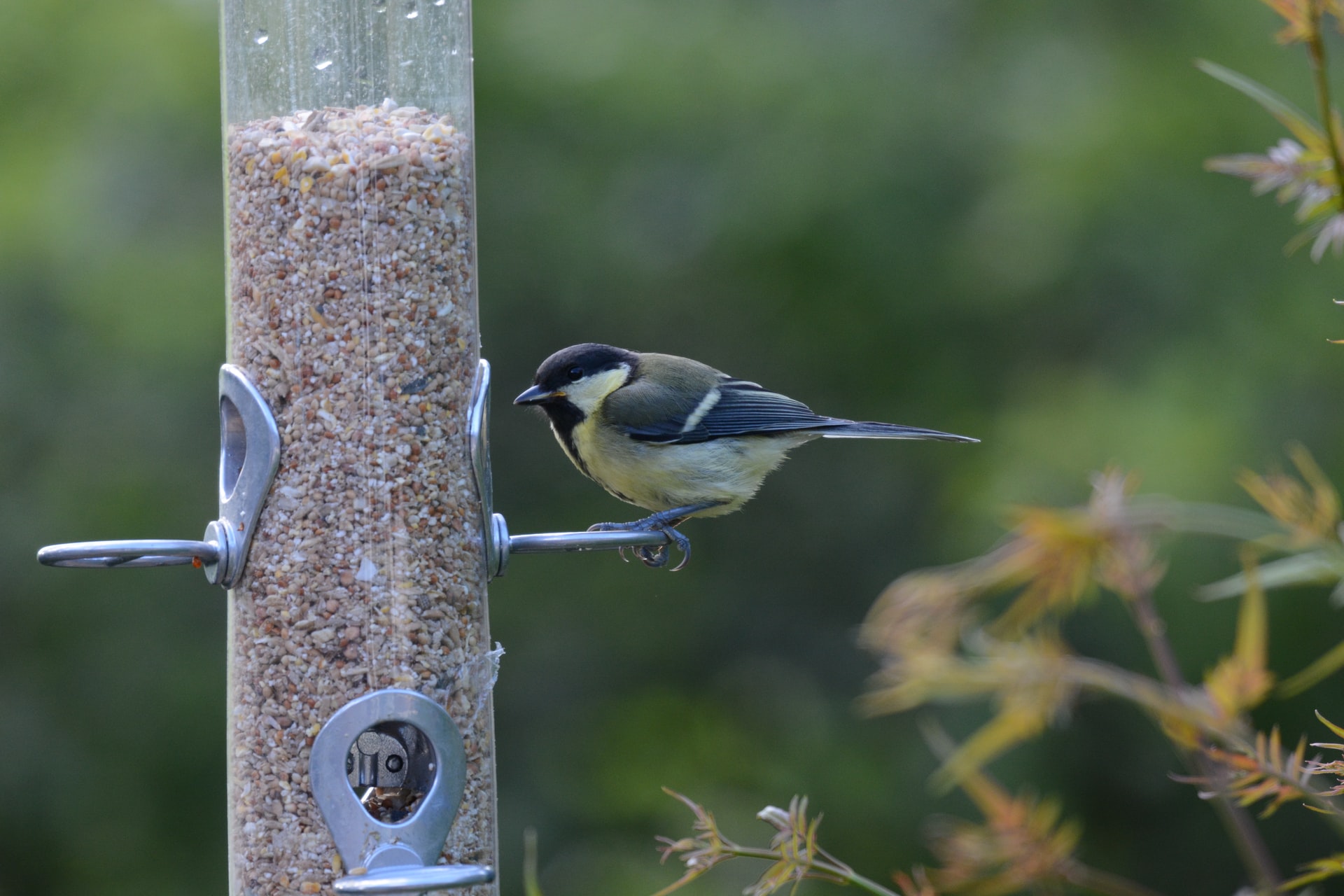 Does Bird Food Expire?