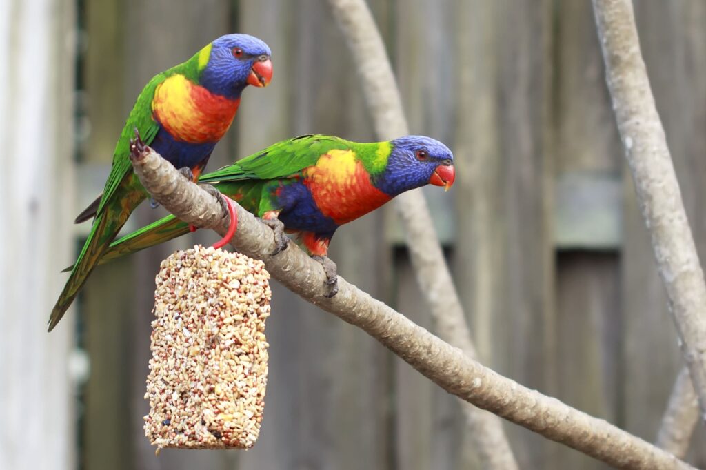 parrots in aviary