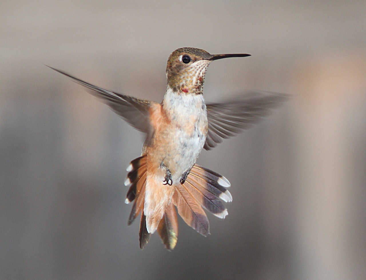 Hummingbirds eyesight