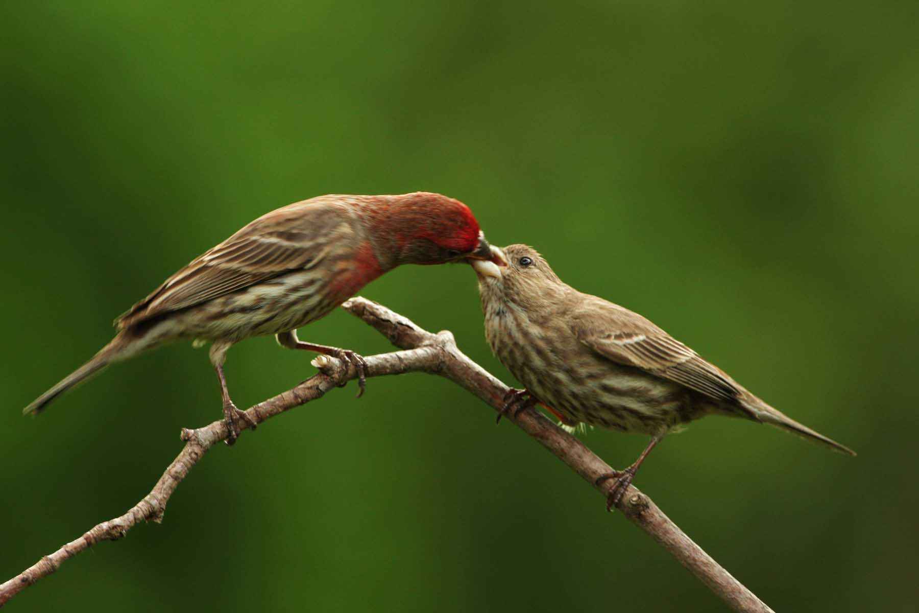 Finches eating