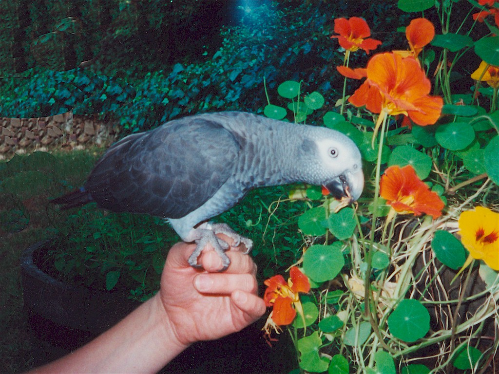 african grey parrot friendly bird pet