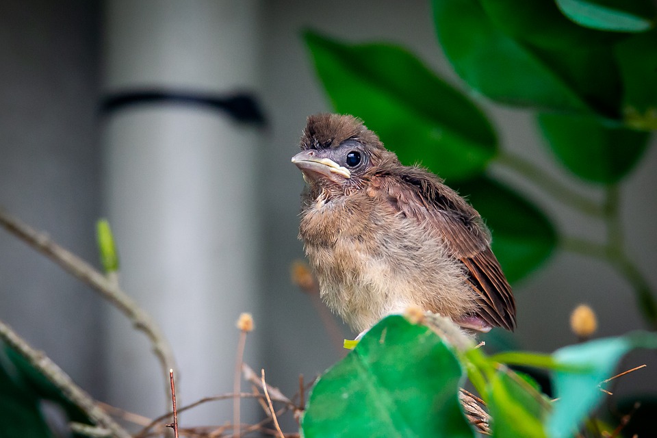 Baby Cardinal