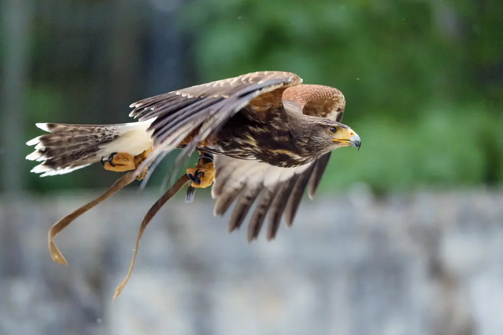 Tame Bird of Prey