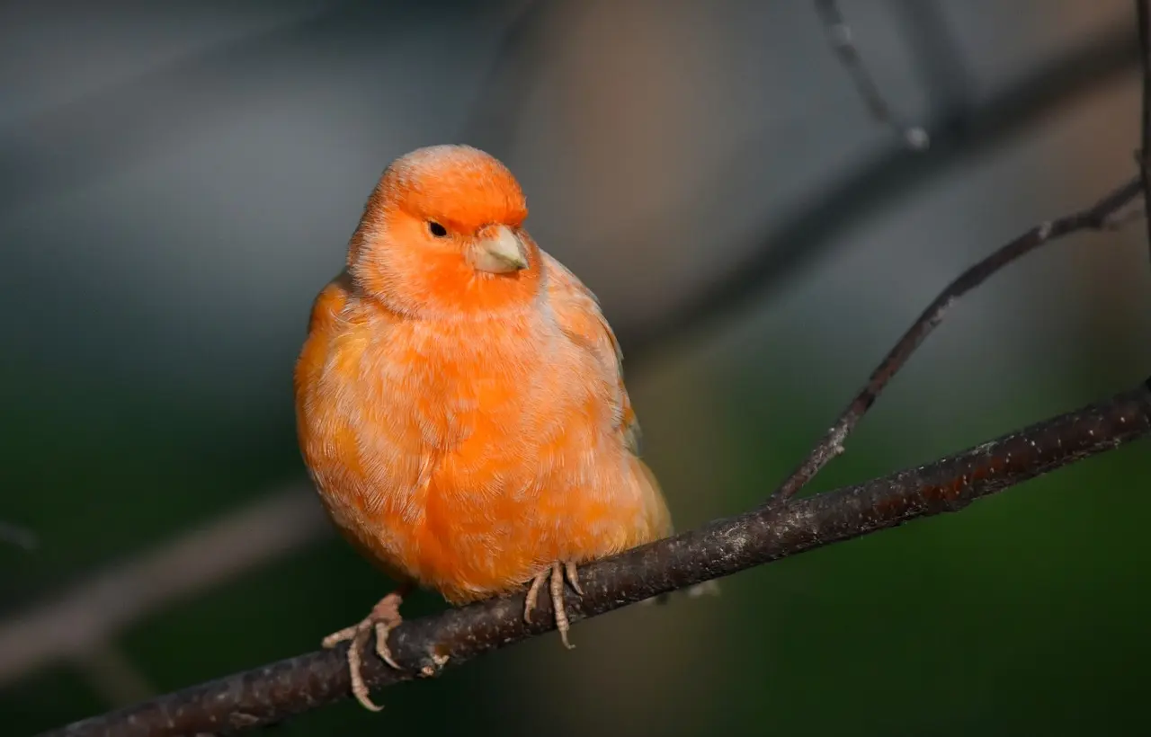 Canaries See in the Dark