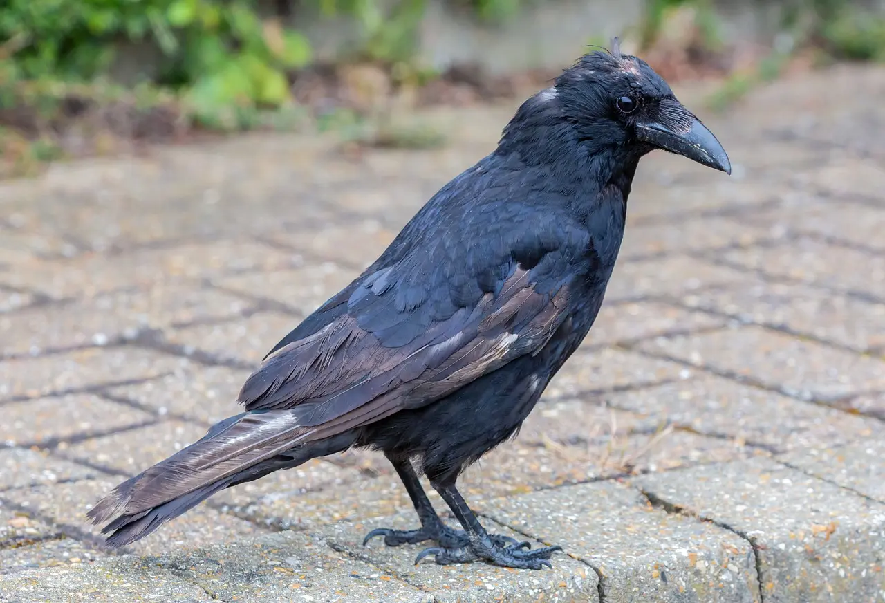 Crows Eat Rats