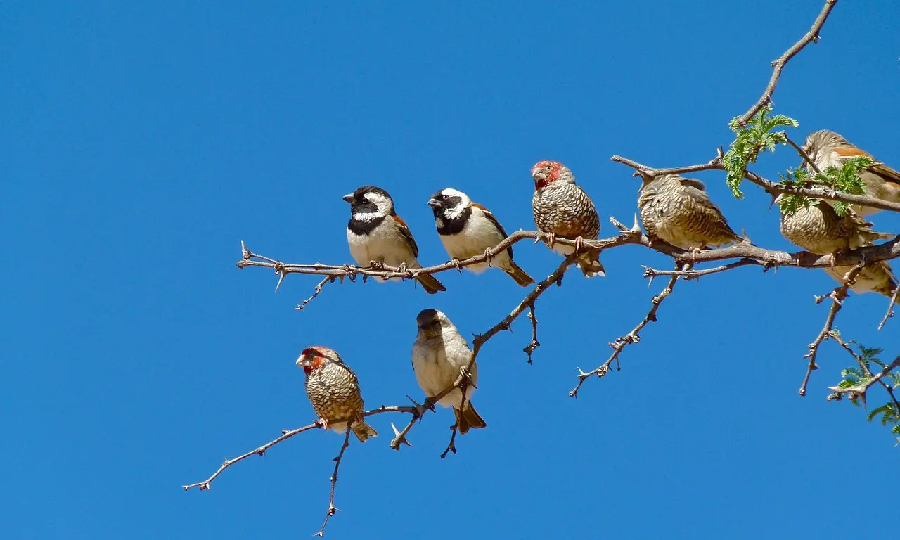 Finches and Sparrows