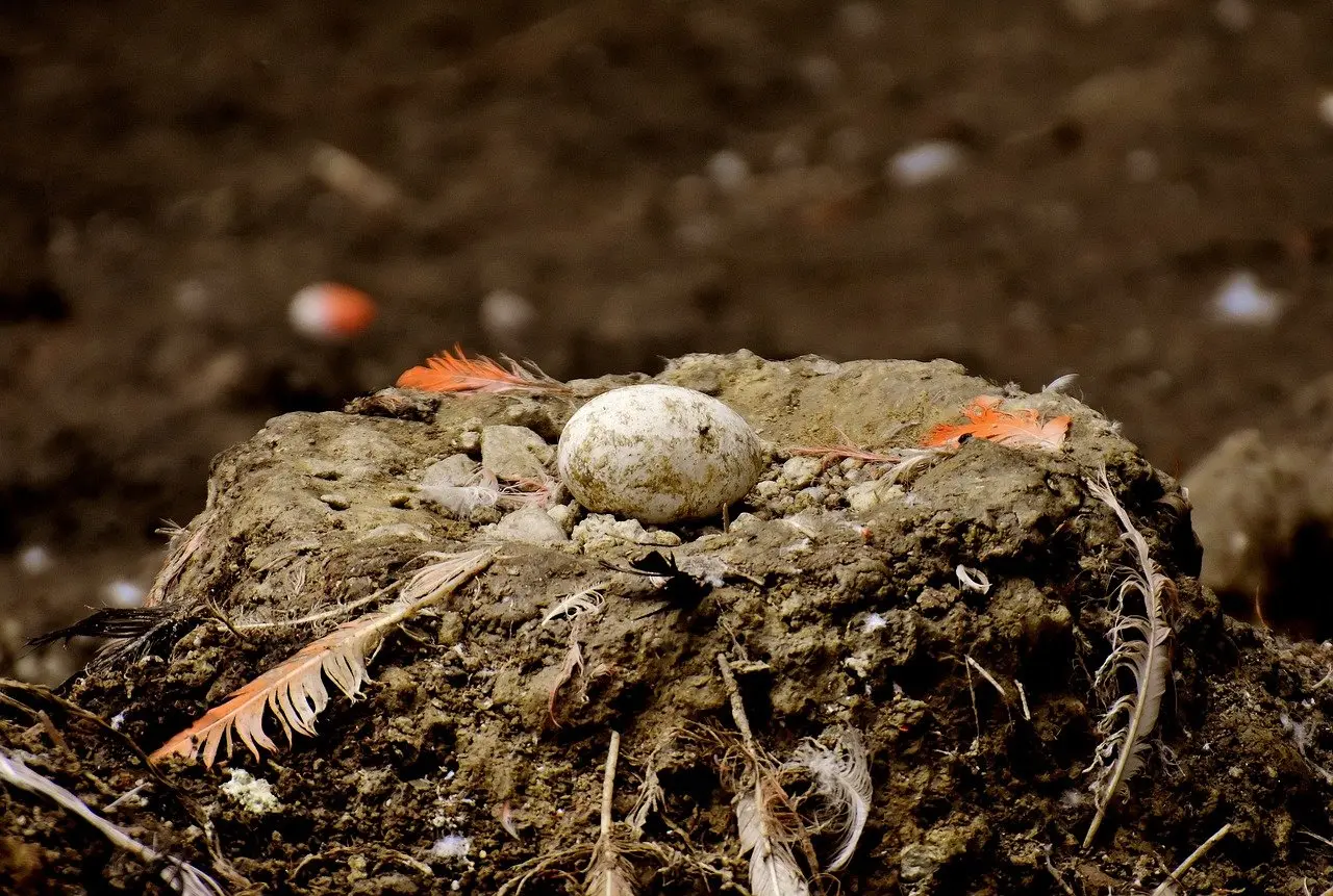 Flamingo nest