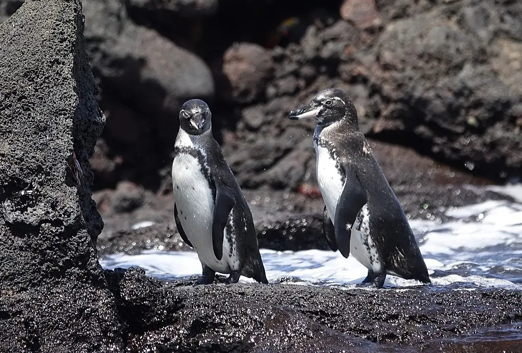 Galapagos penguin africa