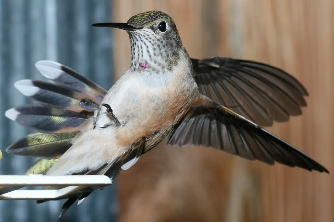 Hummingbird Fly Backwards