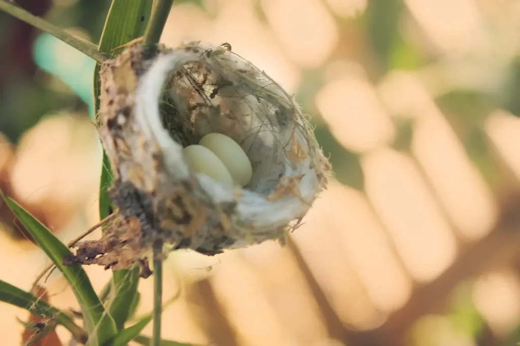 Hummingbirds Eggs