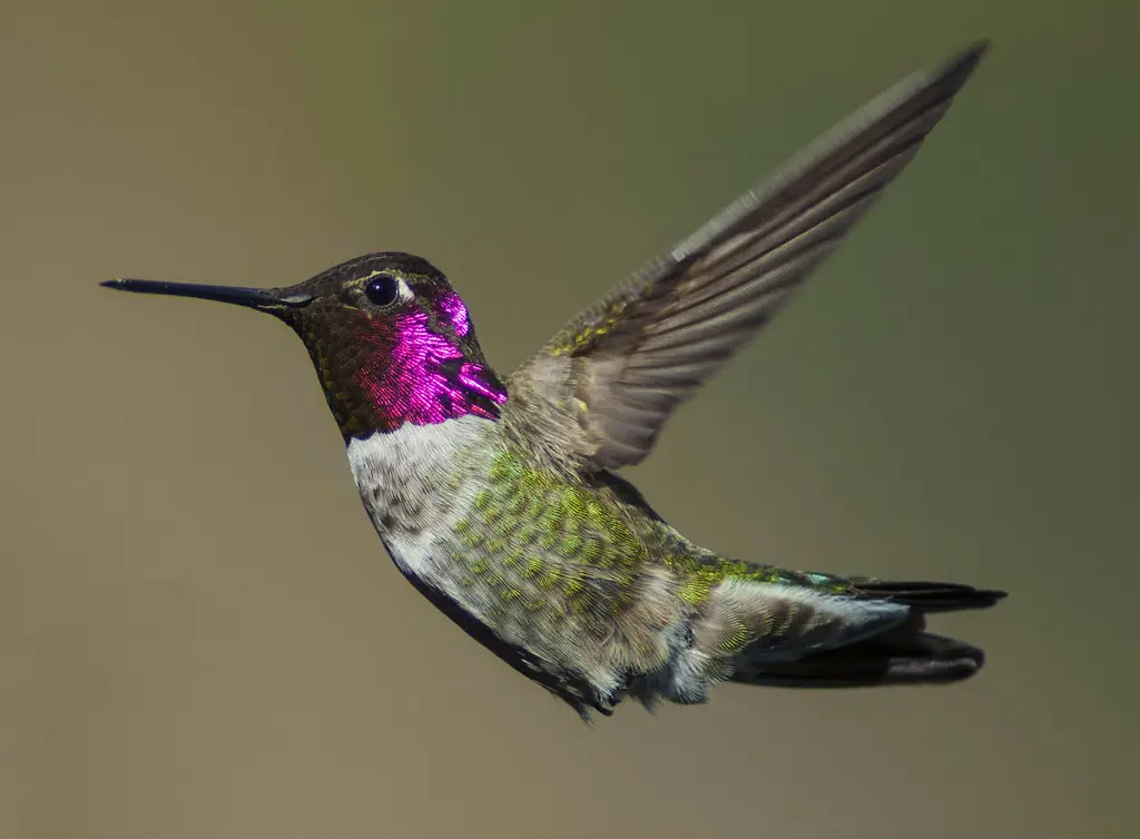 Hummingbirds Migrate