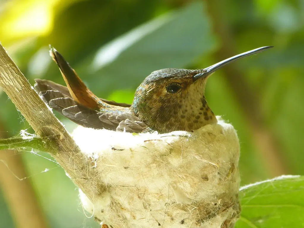 Hummingbirds Lay Eggs