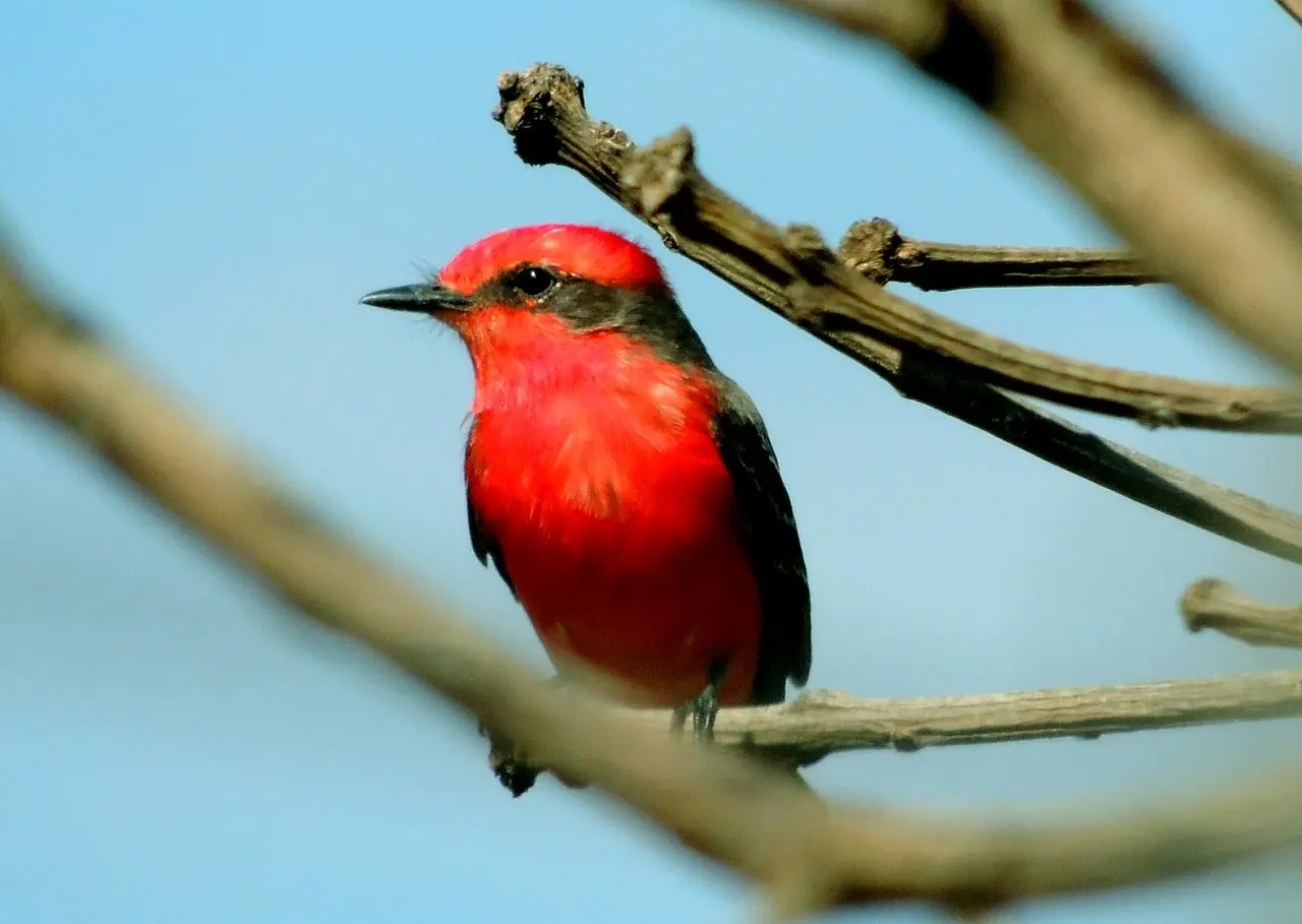 Red Canary Bird