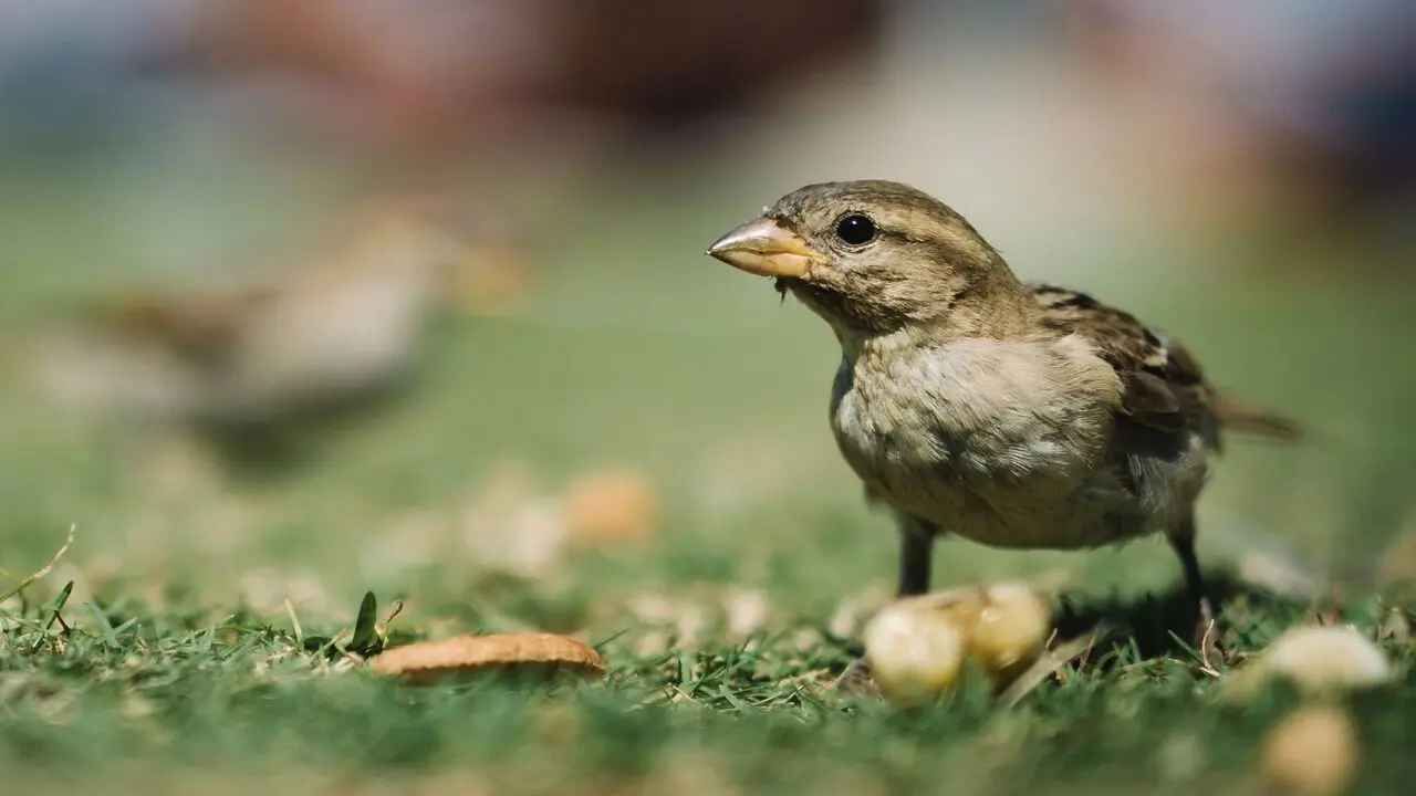 Sparrows Eat Rice