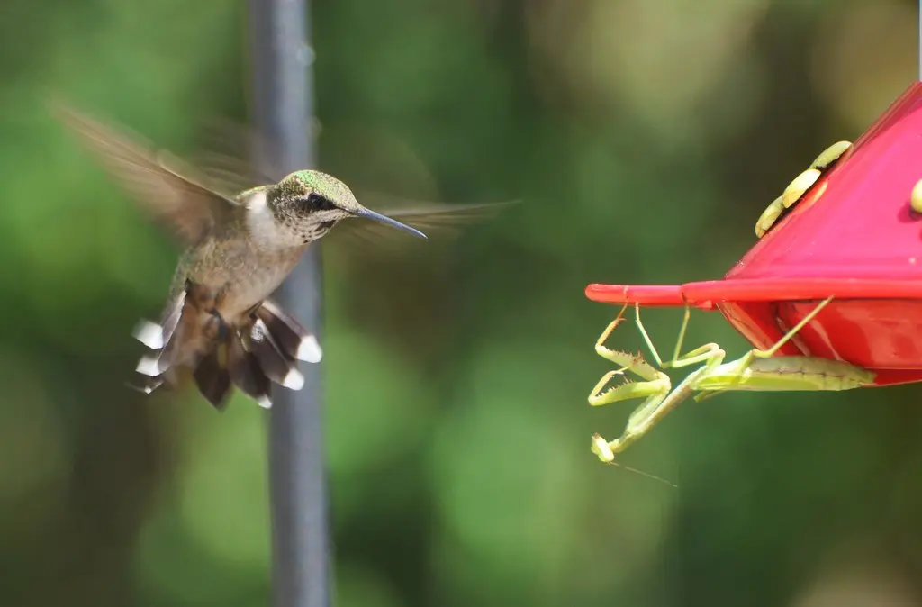 Praying Mantises Eat Hummingbirds