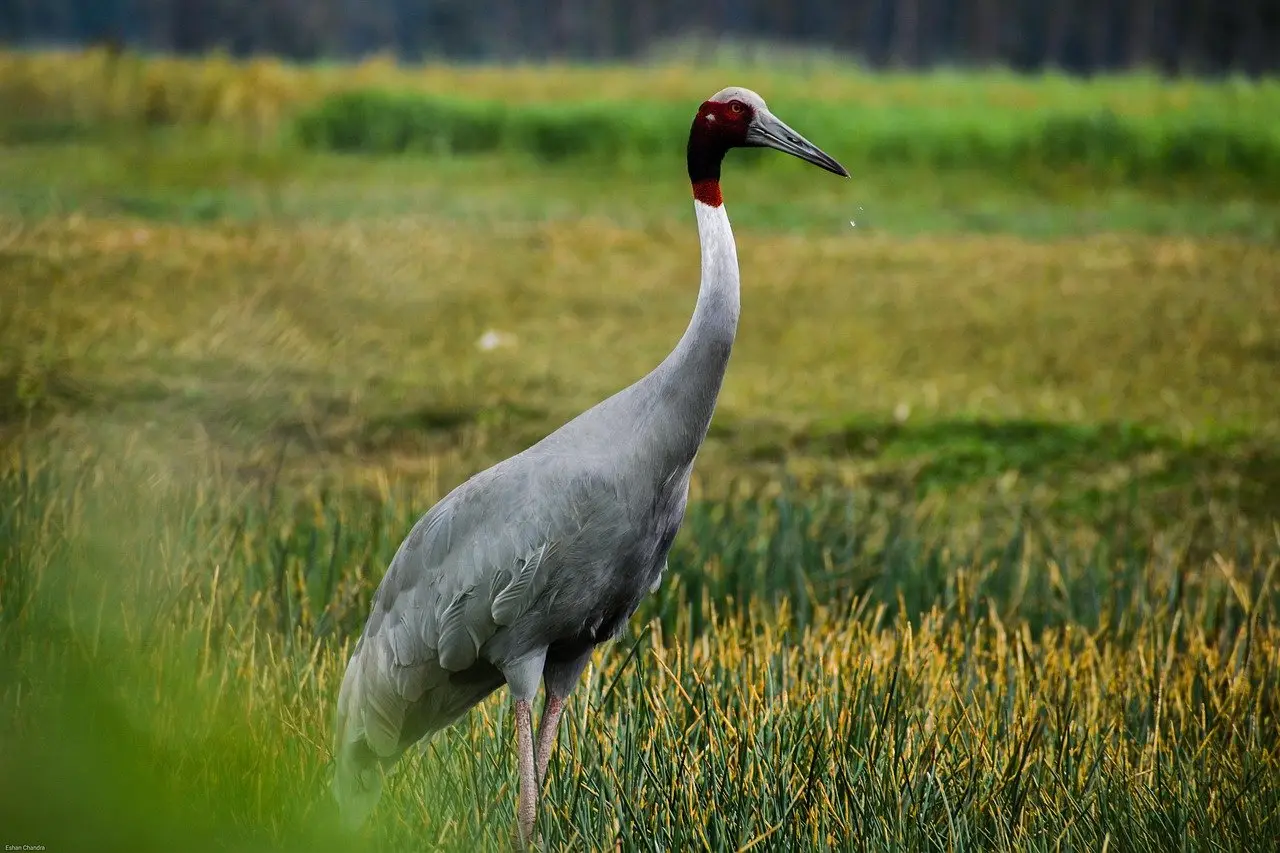 Sarus crane