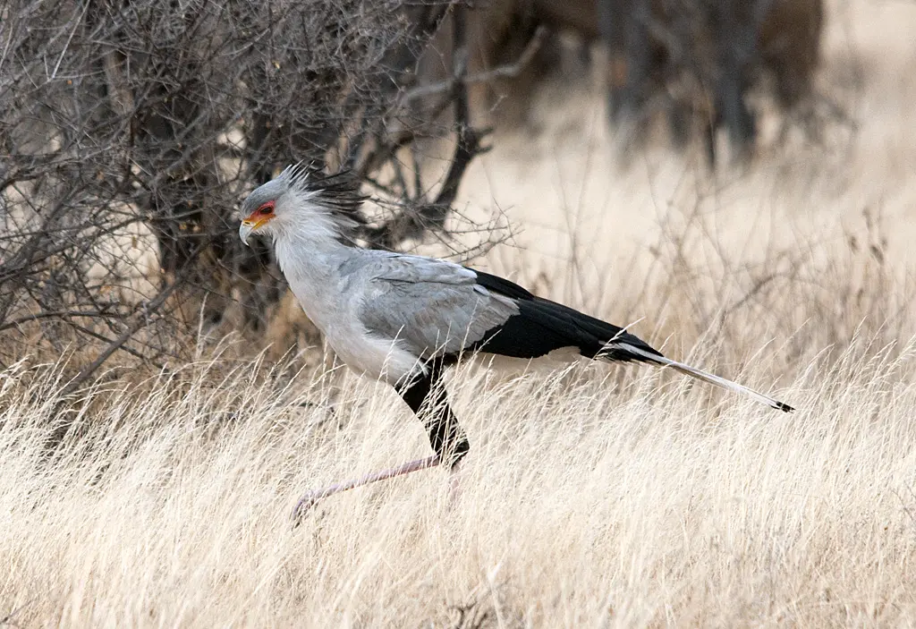 Secretary Bird Longest Bird Legs