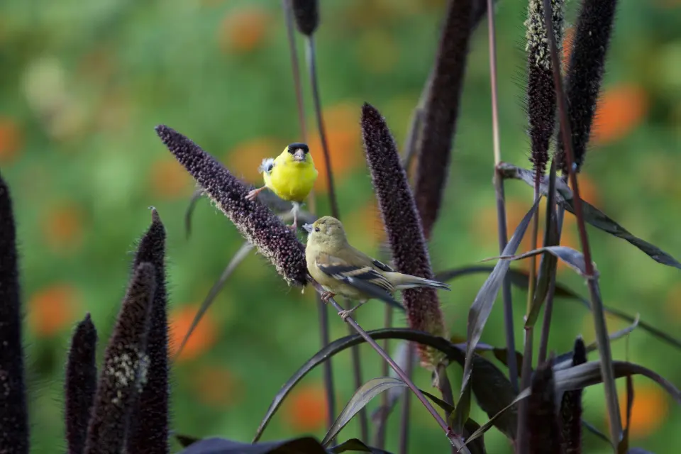 Smartest Birds