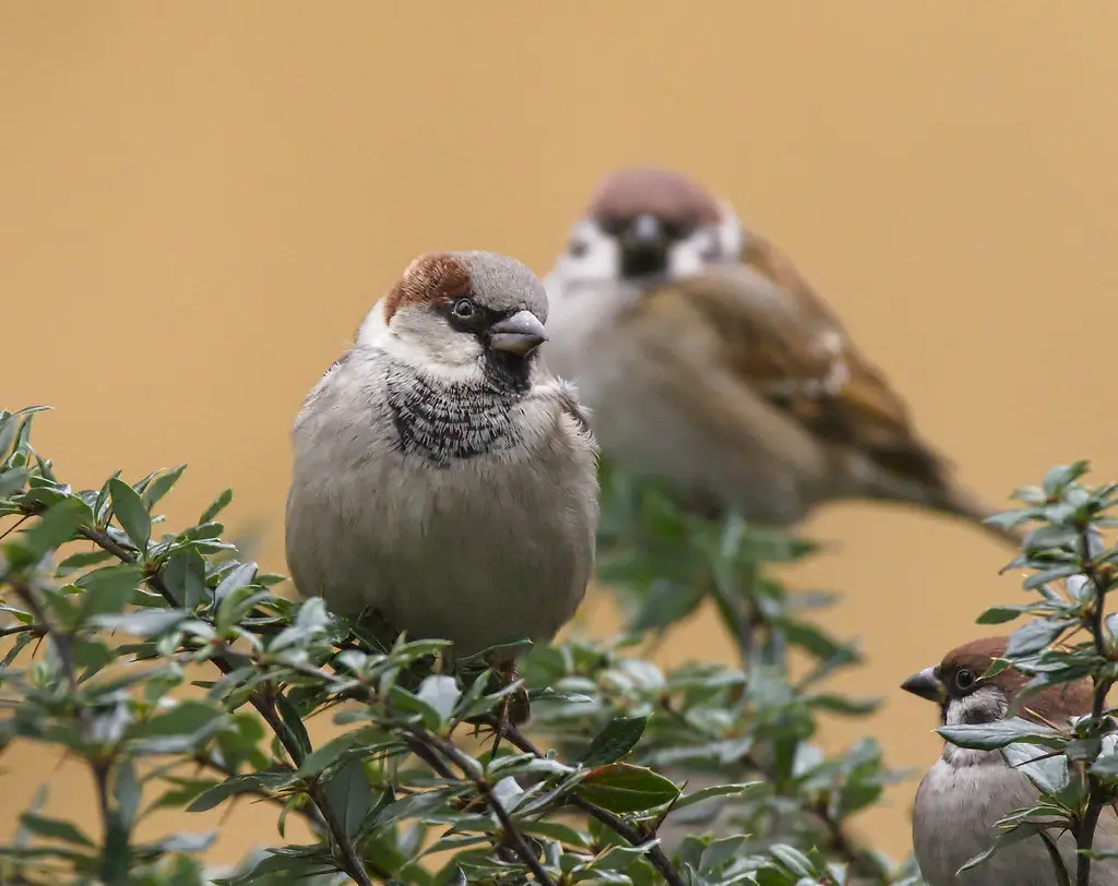 Sparrows Migrate