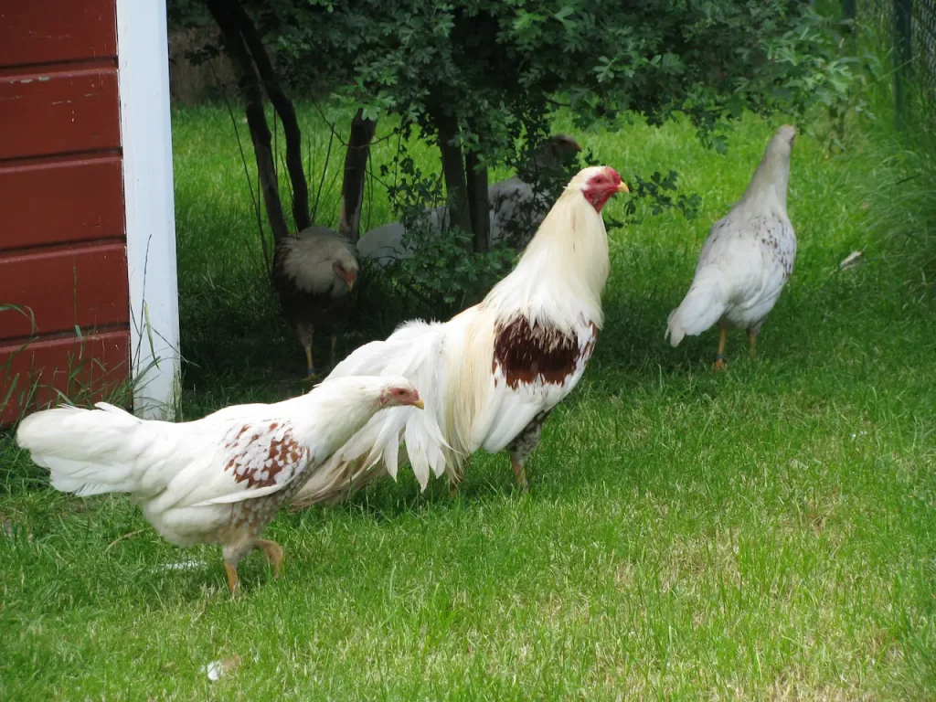 Yokohama chicken feathers