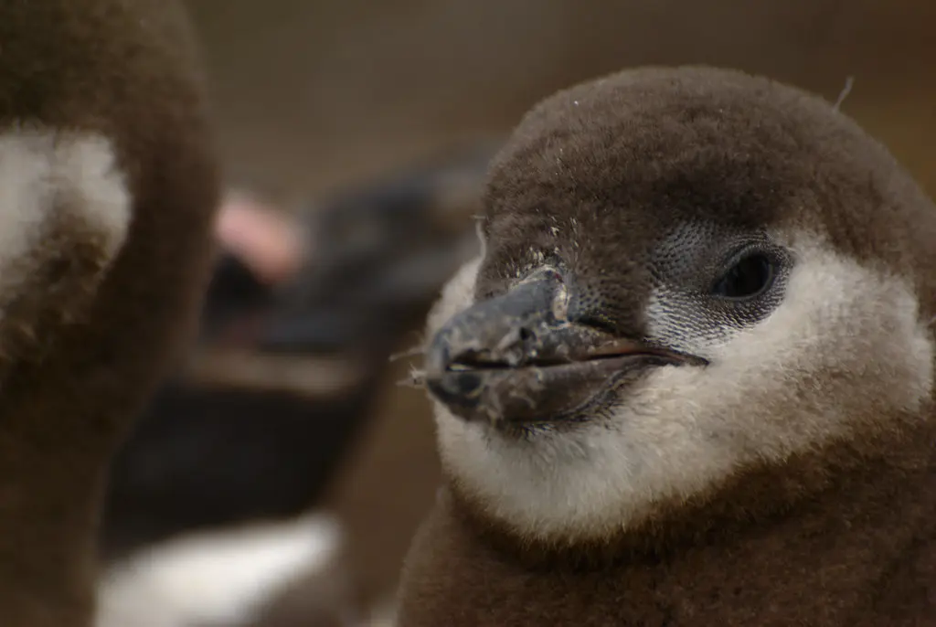 Baby Penguin