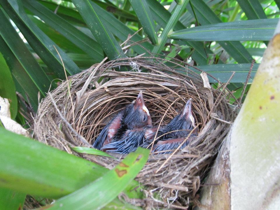 birds in nest