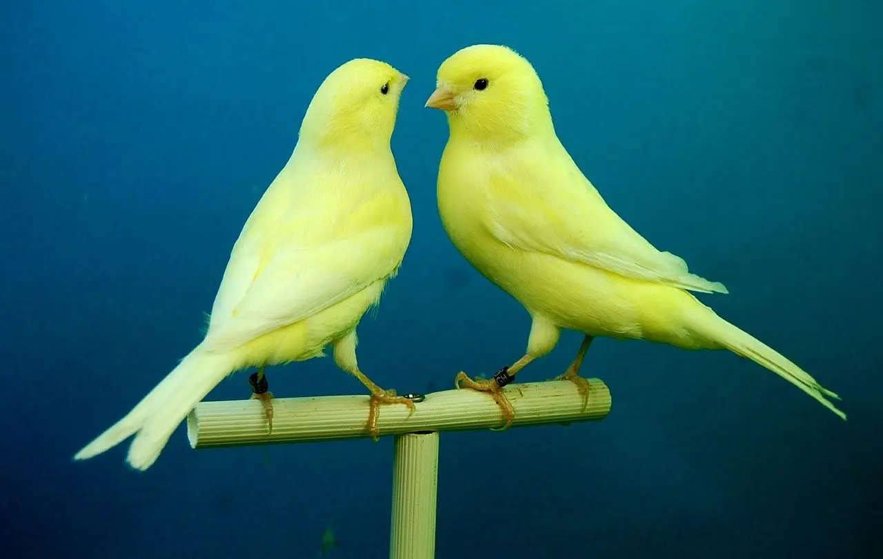 canaries aggressive