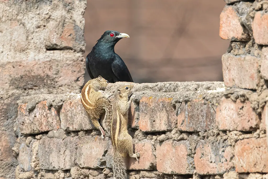 Crows Eat Squirrels