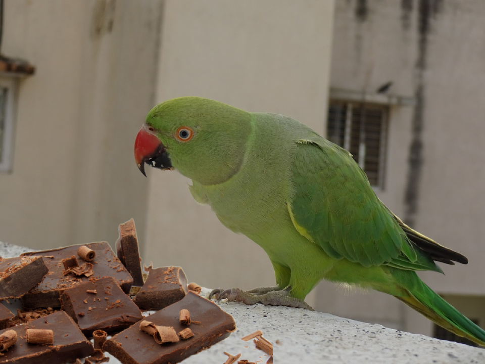 Bird-Eat-Chocolate