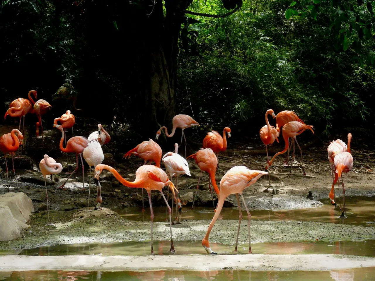 exotic flamingos