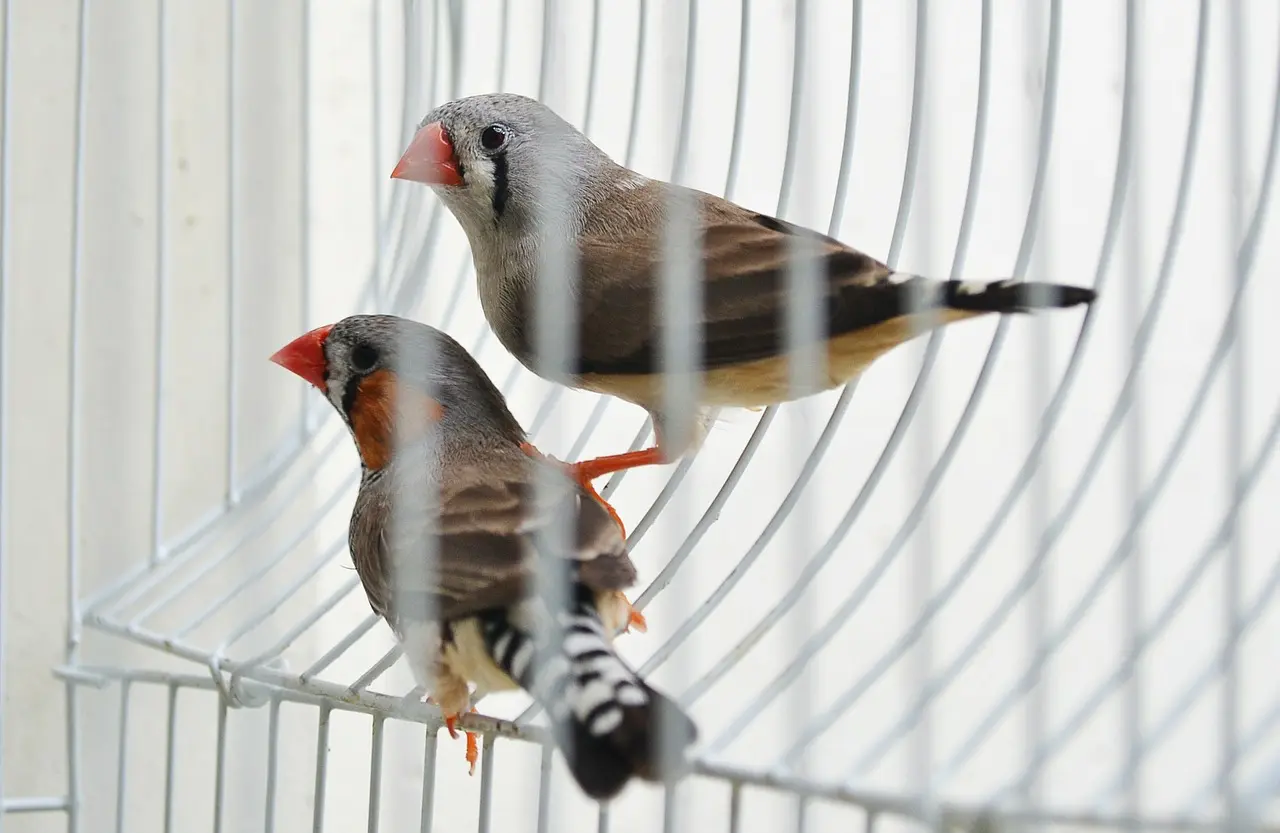 Finches in cage