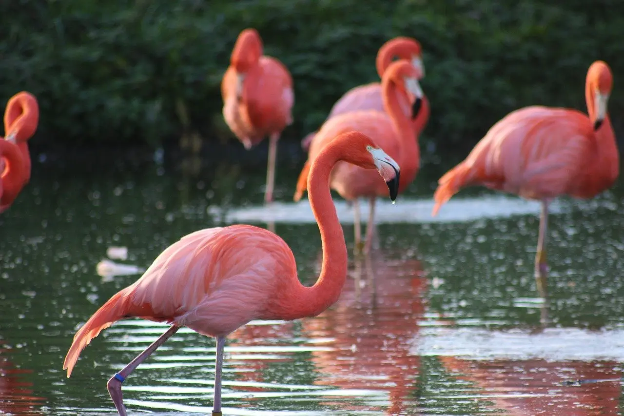 Longest living bird