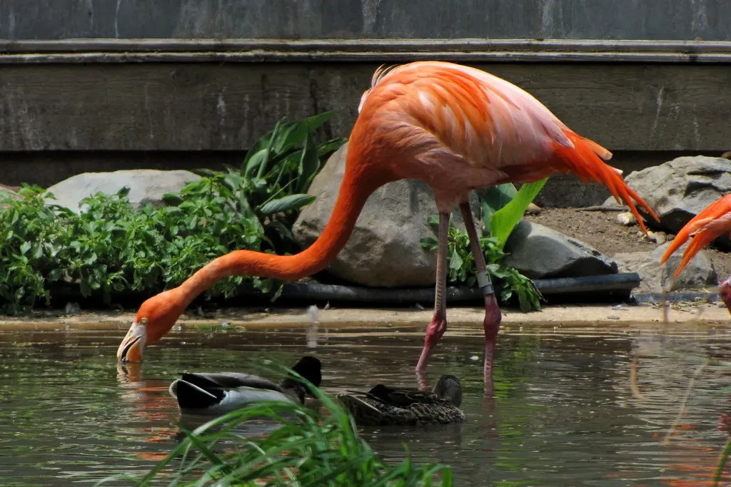 Flamingo Drink