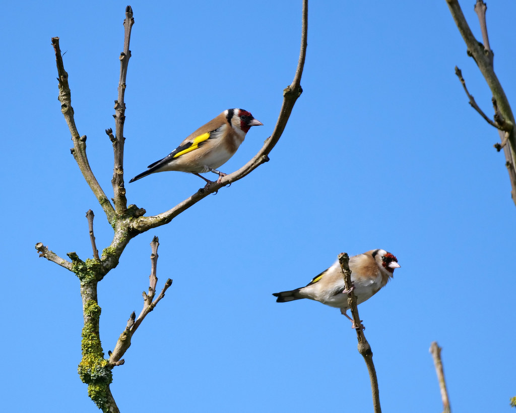 goldfinch lifespan