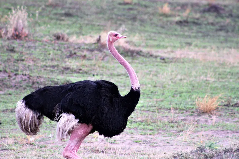 ostrich feathers