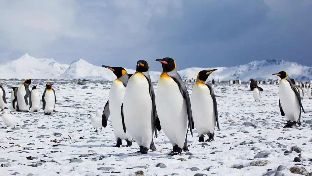 penguins on cold weather