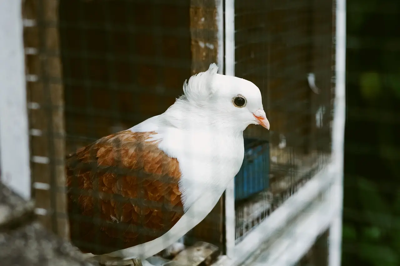 keeping Pigeons as pets