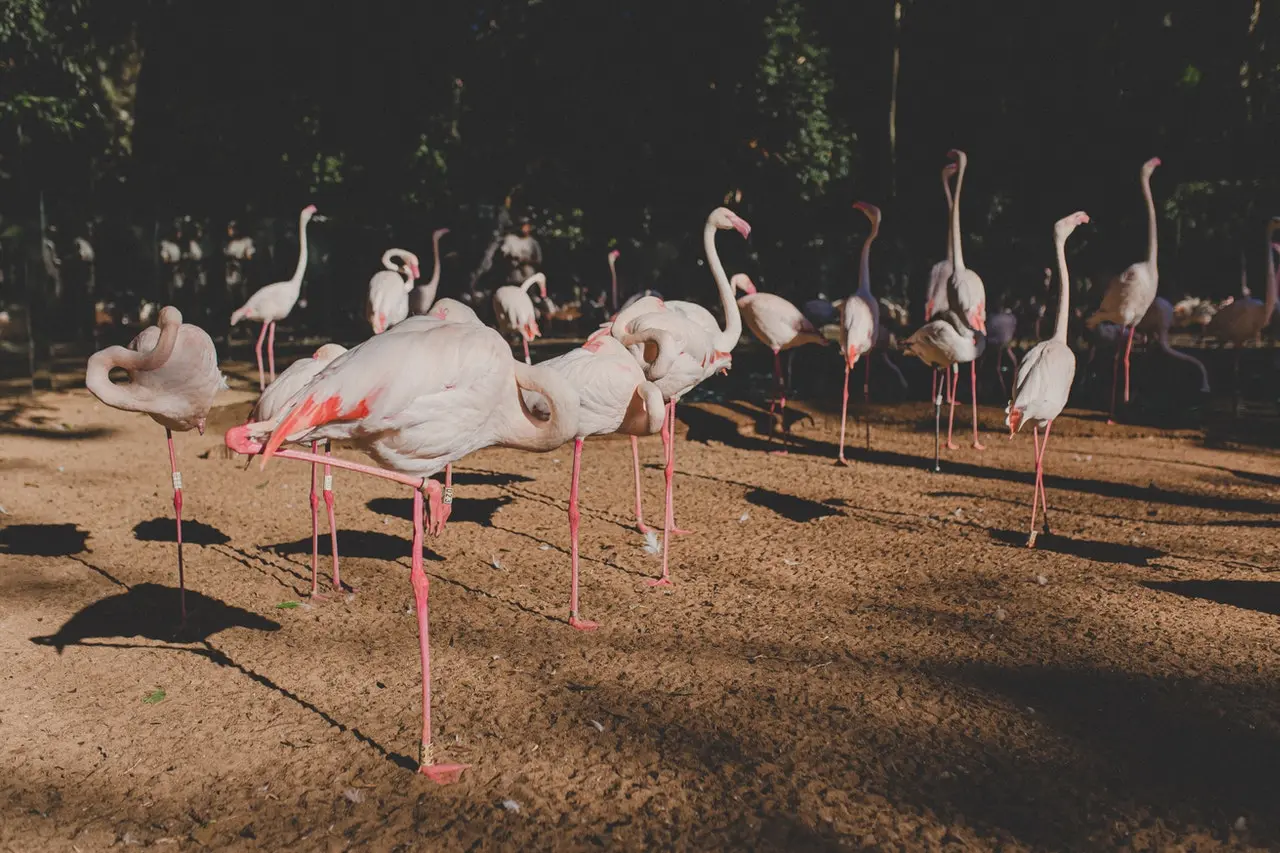 Flamingos standing on one leg