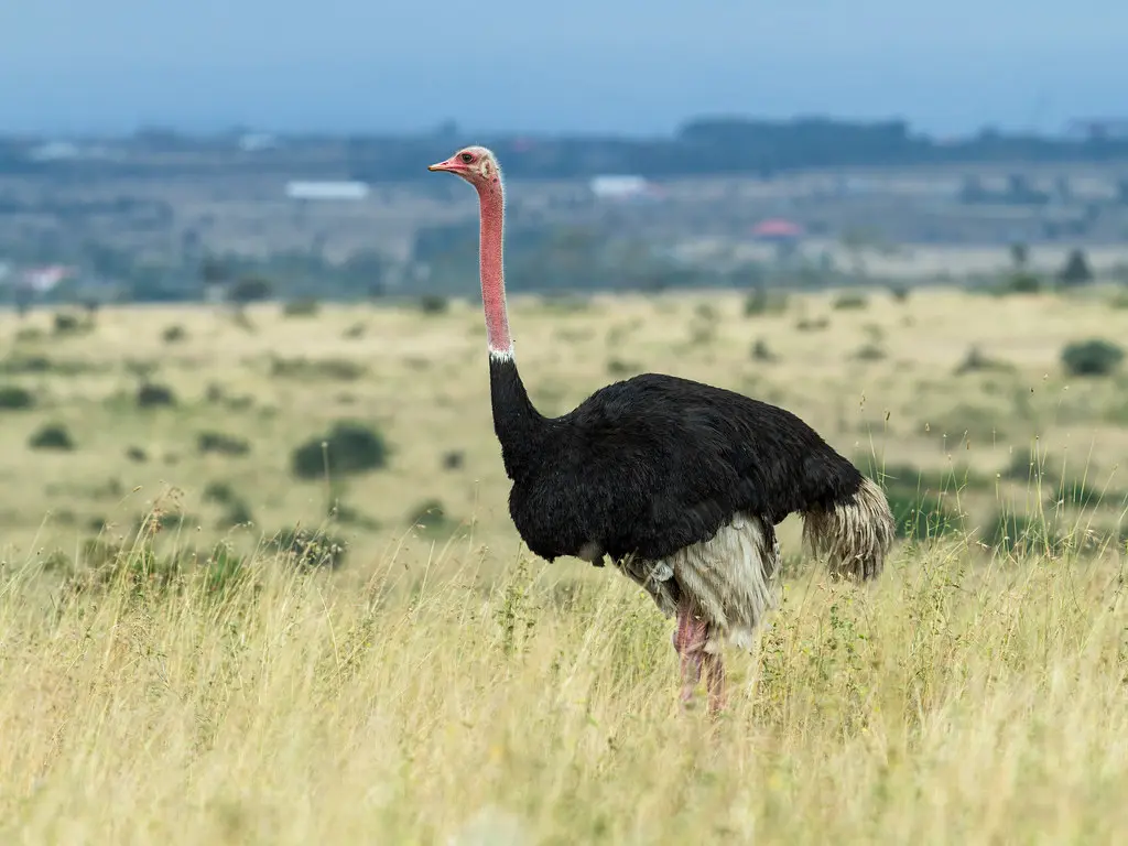 Ride an Ostrich