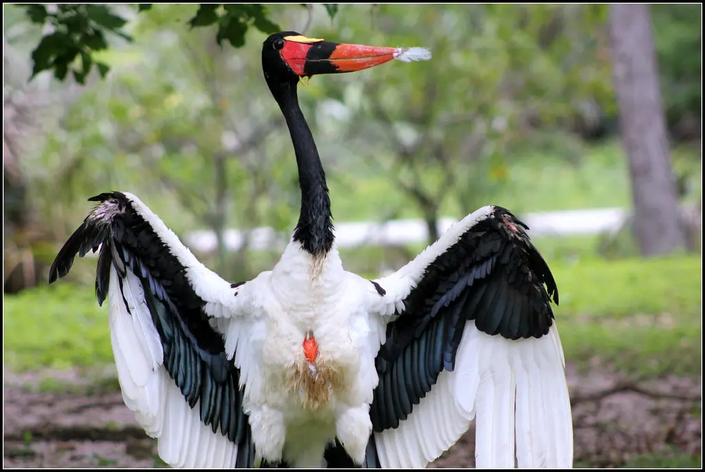 saddle-billed stork feathers