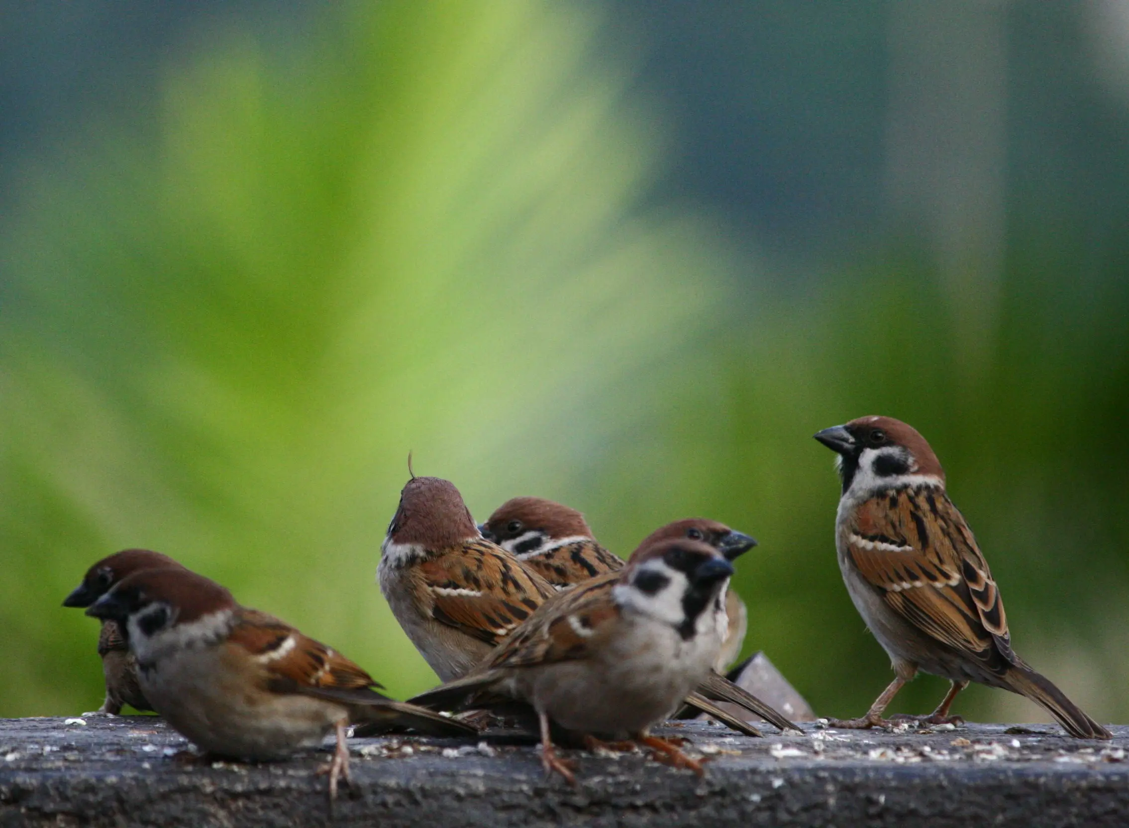 Sparrows