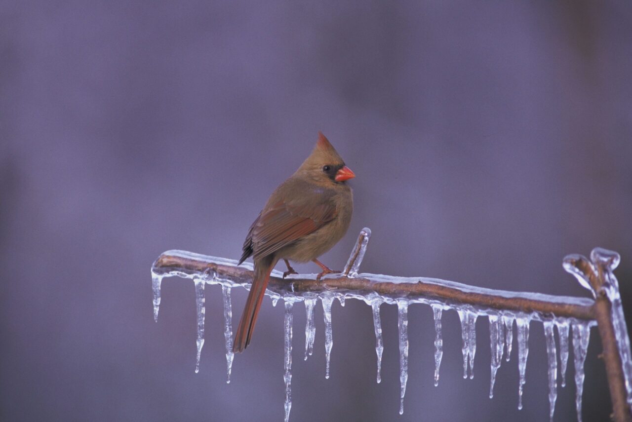 Small Bird in winter