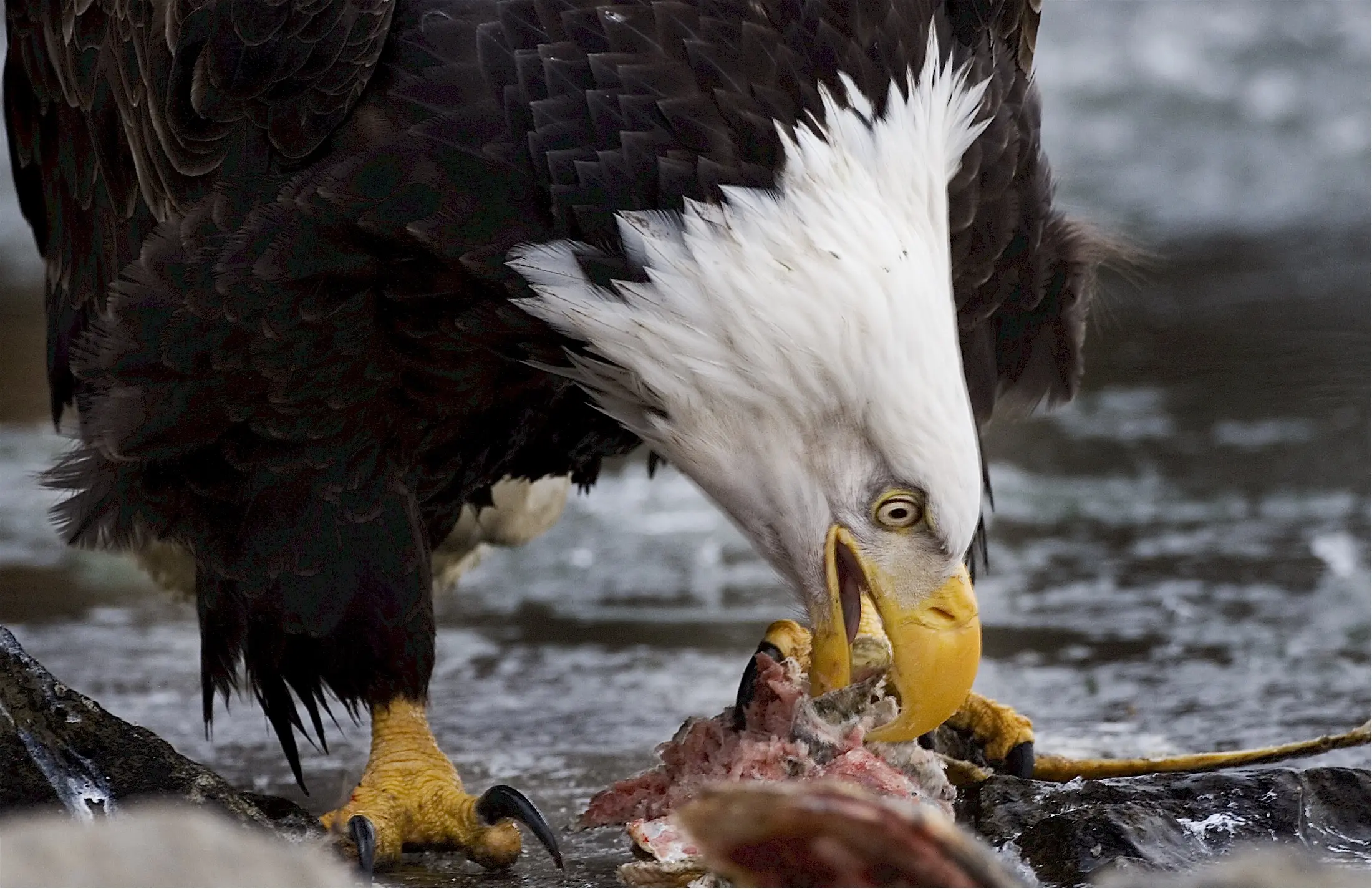 eagles eating