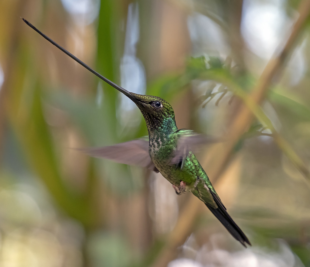 sword-billed hummingbird beak